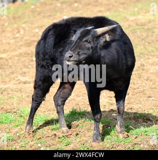 Eine Lowland Anoa im Affenwald im Whipsnade Zoo. Sie stammen von den Inseln Sulawesi und Buton. Sie sind die weltweit kleinste und seltenste Art von wilden Rindern. Sie sind heimlich und temperamentvoll und als Dämon des Waldes bekannt. Stockfoto