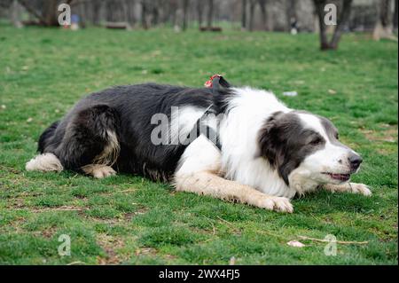 Grau-weiße Grenze Collie Hund, der auf dem Gras im Park in der warmen Sonne verblasst Stockfoto