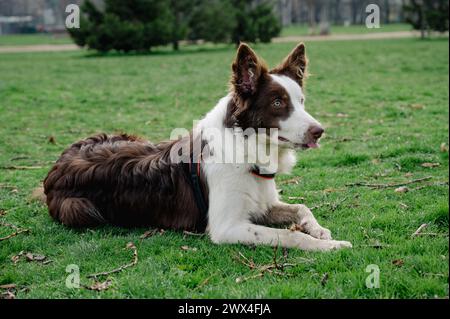 Brauner und weißer Border Collie Hund, der auf dem Gras im Park posiert und in der warmen Sonne die Zunge herausragt Stockfoto