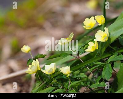 Blassgelbe Blüten der Frühlingsblühenden harten Hybridanemone, Anemone x lipsiensis Stockfoto