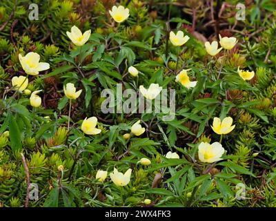 Blassgelbe Blüten der Frühlingsblühenden harten Hybridanemone, Anemone x lipsiensis Stockfoto