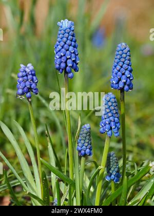 Weiße lippige blaue Blüten in den Rinnen der harten, frühfrühlingshaften Blumenzwiebeln Muscari atlanticum Stockfoto