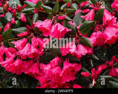 Tiefrosa Blüten des Frühlingsblühens, harter immergrüner Sträucher, Rhododendron orbiculare Stockfoto