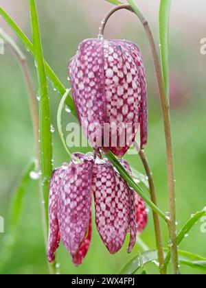 Tesselliertes Schachbrettmuster auf den Blütenblättern der Frühlingsblühenden Hardy Birne Fritillaria meleagris Stockfoto