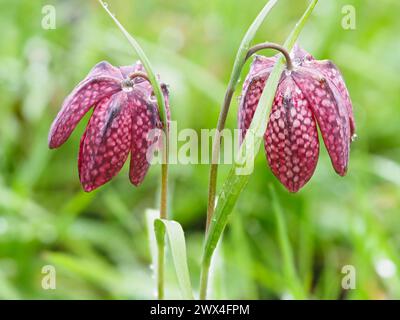 Tesselliertes Schachbrettmuster auf den Blütenblättern der Frühlingsblühenden Hardy Birne Fritillaria meleagris Stockfoto