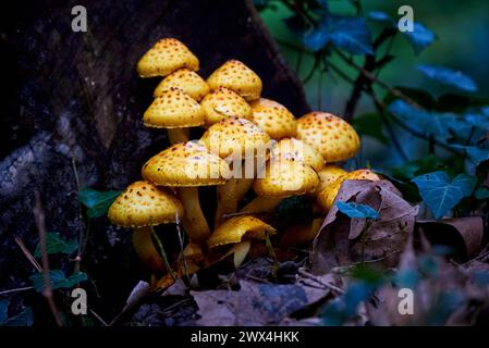 Cluster der Goldenen Pholiota ( Pholiota aurivella). Pilze wachsen auf einem toten Baum Stockfoto