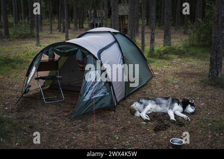 Camping, Huskyhund schläft im Sommer in der Nähe eines Zeltes im Wald. Stockfoto