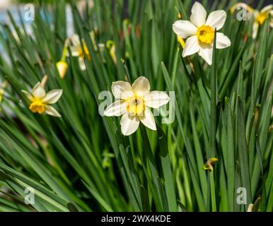 Narzisse blüht Amaryllidaceae, Narzissen, Narzissen. Jonquils, Paper White, Paper White, Tazettas Stockfoto