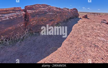 Sehr großer fossiler Baumstamm entlang des Long Logs Trail im Petrified Forest National Park Arizona. Stockfoto