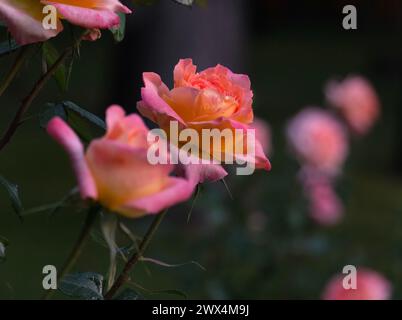 Nahaufnahme eines Busches aus rosa und orangen Rosen Stockfoto