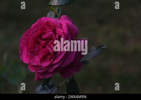 Tiefrosa Rose aus nächster Nähe Stockfoto