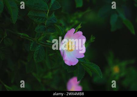 Nahaufnahme einer wilden rosa Blume mit weißem und gelbem Zentrum und grünen Blättern im Hintergrund Stockfoto