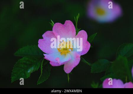 Nahaufnahme einer wilden rosa Blume mit weißem und gelbem Zentrum und grünen Blättern im Hintergrund Stockfoto