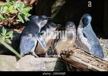 Gruppe von Korora: Kleine blaue Pinguine, die in der Sonne stehen Stockfoto