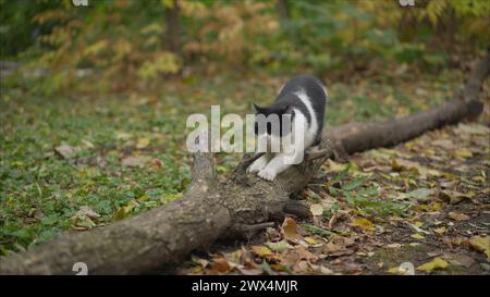 Das Kätzchen steht auf seinen Hinterbeinen und schärft seine Klauen gegen den Baum. Die Katze schärft die Krallen an einem liegenden Baum. Stockfoto