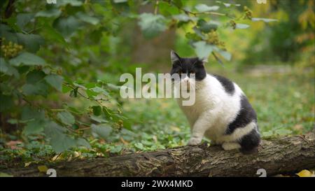 Eine wunderschöne Katze sitzt auf einem Baum im Garten. Balinesische Katze sitzt auf einem Kirschbaum in einem grünen Garten Stockfoto