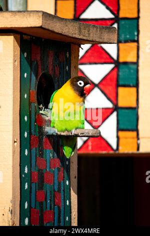Der maskierte Liebesvogel-Papagei thront auf seinem farbenfrohen Vogelhaus in voller Sonne Stockfoto