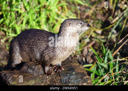 Porträt eines asiatischen kleinen Klauenotters (Aonyx cinerea), der auf einem Felsen steht Stockfoto