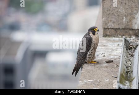 Ein Wanderfalke sitzt am Nest Stockfoto