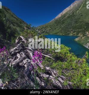 Panoramalandschaft mit blauem See in den Bergen im Sommer. Koksai Ainakol See im Tien Shan Gebirge in Asien in Kasachstan Stockfoto