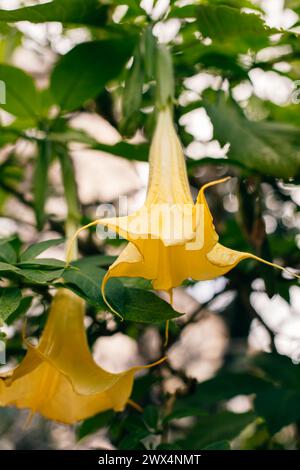 Schöne gelbe Datura-Blüten (Brugmansia aurea), die goldene Engeltrompete in einem Garten. Nahaufnahme. Stockfoto