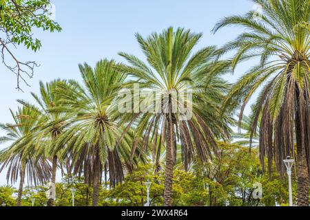 Wunderschöne Aussicht auf Kokospalmen in einem Park vor dem Hintergrund eines wolkenlosen Himmels auf der Insel Curacao. Stockfoto