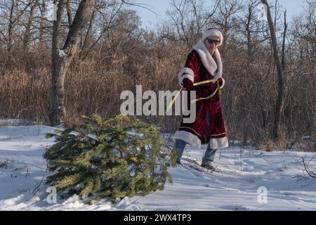 Ein junger Mann, der als Weihnachtsmann verkleidet ist, zieht Einen Weihnachtsbaum durch den Schnee im Wald Stockfoto
