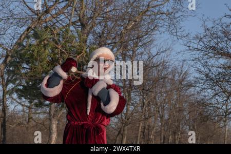 Ein Mann, der als Weihnachtsmann verkleidet ist, trägt Einen Weihnachtsbaum im Wald. Stockfoto