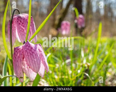 Bezaubernde Frühlingsblume Fritillaria meleagris, bekannt als Schlangenkopf, Schachblume, Froschbecher oder Fritillary in ihrem natürlichen Ökosystem, Nahaufnahme Stockfoto