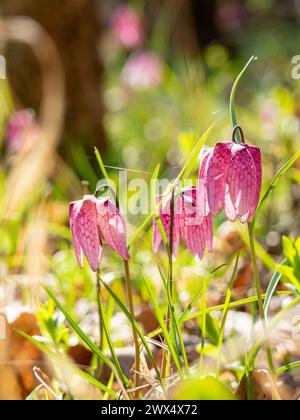 Bezaubernde Frühlingsblume Fritillaria meleagris, bekannt als Schlangenkopf, Schachblume, Froschbecher oder Fritillary in ihrem natürlichen Ökosystem, Nahaufnahme Stockfoto