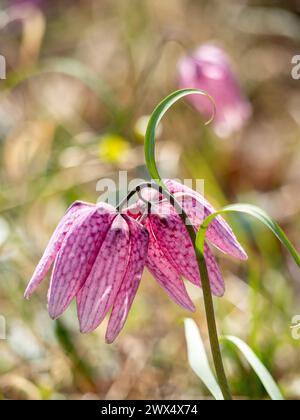 Bezaubernde Frühlingsblume Fritillaria meleagris, bekannt als Schlangenkopf, Schachblume, Froschbecher oder Fritillary in ihrem natürlichen Ökosystem, Nahaufnahme Stockfoto