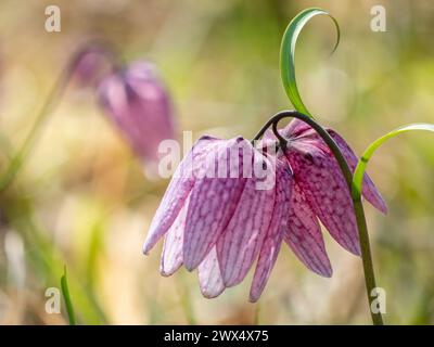 Bezaubernde Frühlingsblume Fritillaria meleagris, bekannt als Schlangenkopf, Schachblume, Froschbecher oder Fritillary in ihrem natürlichen Ökosystem, Nahaufnahme Stockfoto