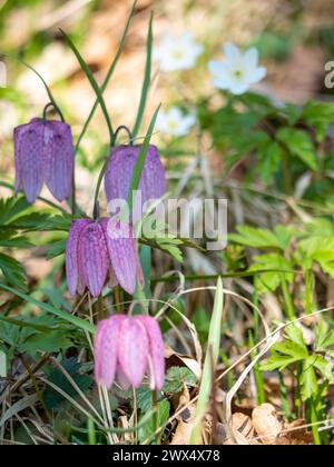 Bezaubernde Frühlingsblume Fritillaria meleagris, bekannt als Schlangenkopf, Schachblume, Froschbecher oder Fritillary in ihrem natürlichen Ökosystem, Nahaufnahme Stockfoto