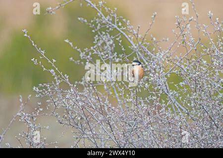 Maskierter Shrike, Lanius nubicus auf Baumzweig. Stockfoto