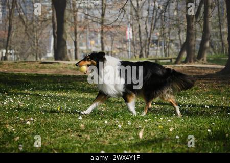 Black Tricolor Rough Collie spaziert an sonnigen Tagen im Frühlingspark nach draußen und spielt mit Ball. Lustiger schottischer Collie-Hund, langhaariger englischer Collie hat f Stockfoto