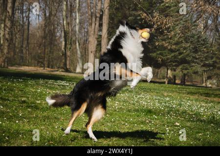 Black Tricolor Rough Collie spaziert an sonnigen Tagen im Frühlingspark nach draußen und spielt mit Ball. Lustiger schottischer Collie-Hund, langhaariger englischer Collie hat f Stockfoto