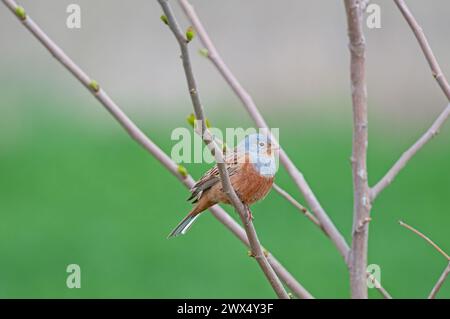 Männliche Cretzschmars Bunting, Emberiza caesia, auf einem Baumzweig. Stockfoto