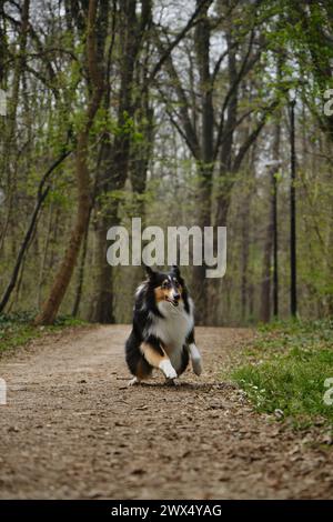 Happy Tricolor Rough Collie läuft mit verrücktem lustigem Gesicht im Spring Park. Schwarzer schottischer Collie-Hund, langhaariger englischer Collie in der Natur auf unbefestigtem Fuß Stockfoto