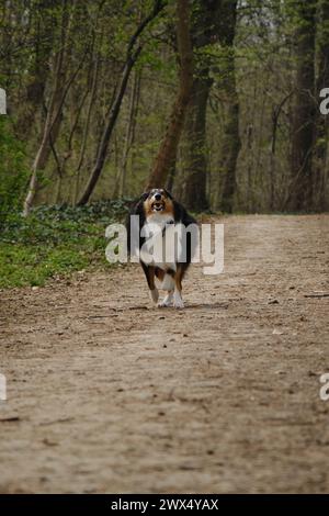 Happy Tricolor Rough Collie läuft mit verrücktem lustigem Gesicht im Spring Park. Schwarzer schottischer Collie-Hund, langhaariger englischer Collie in der Natur auf unbefestigtem Fuß Stockfoto