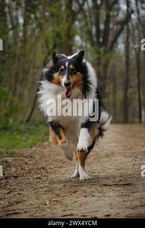 Happy Tricolor Rough Collie läuft mit verrücktem lustigem Gesicht im Spring Park. Schwarzer schottischer Collie-Hund, langhaariger englischer Collie in der Natur auf unbefestigtem Fuß Stockfoto