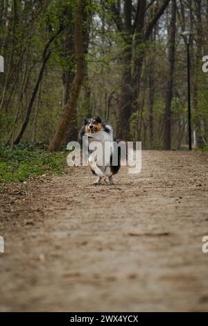 Happy Tricolor Rough Collie läuft mit verrücktem lustigem Gesicht im Spring Park. Schwarzer schottischer Collie-Hund, langhaariger englischer Collie in der Natur auf unbefestigtem Fuß Stockfoto