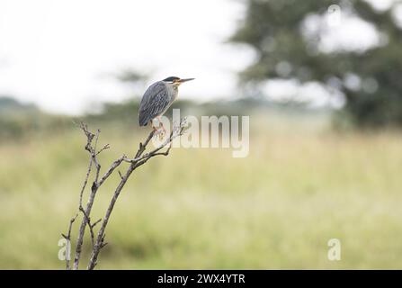 Butorides striata, auch bekannt als grüner Reiher oder grüner Reiher, thront in einem toten Baum Stockfoto