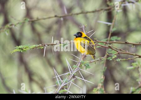 Dorfleber (Ploceus cucullatus), auch bekannt als Schwarzkopfweber. Erwachsenes Männchen im Zuchtgefieder Stockfoto