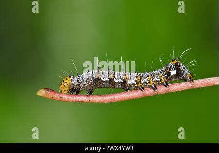 Achtfleckige waldraupe (Alypia octomaculata) auf einem Traubenstamm, Seitenansicht mit Kopierraum. Makrocharakter, Schädlingsbekämpfung im Frühling. Stockfoto