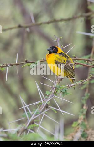 Dorfleber (Ploceus cucullatus), auch bekannt als Schwarzkopfweber. Erwachsenes Männchen im Zuchtgefieder Stockfoto