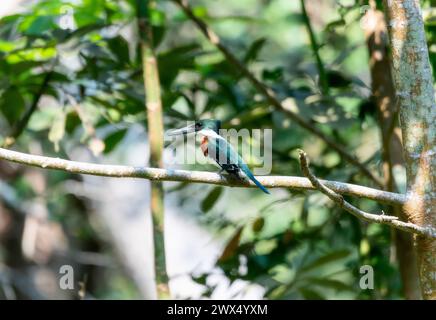 Eine leuchtend grüne kingfisher Chloroceryle americana thront anmutig auf einem Baumzweig, umgeben von üppigem Grün. Stockfoto