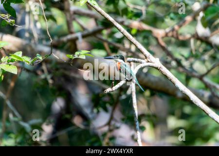 Ein leuchtend grünes kingfisher Chloroceryle americana thront auf einem Baumzweig und zeigt sein farbenfrohes Gefieder unter der Sonne. Stockfoto