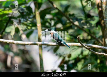 Ein kleiner bunter Vogel, ein grüner eisvogel Chloroceryle americana, der auf einem Ast thront. Stockfoto