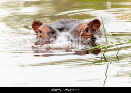 Ein gemeiner Nilpferd, Hippopotamus amphibius, schwimmt in einem Gewässer. Stockfoto