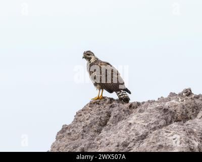 Ein gemeiner schwarzer Falke, wissenschaftlich bekannt als Buteogallus anthracinus, sitzt auf einem großen Felsen in Mexiko. Stockfoto